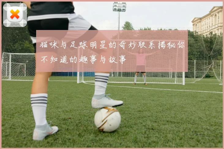 猫咪与足球明星的奇妙联系揭秘你不知道的趣事与故事